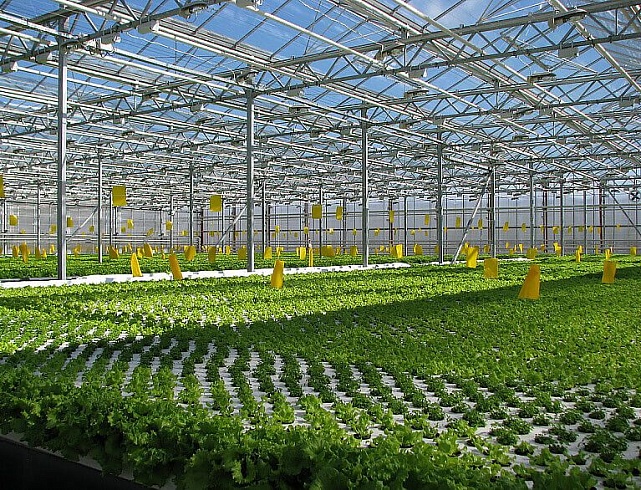 Тепличный комплекс «Майский»